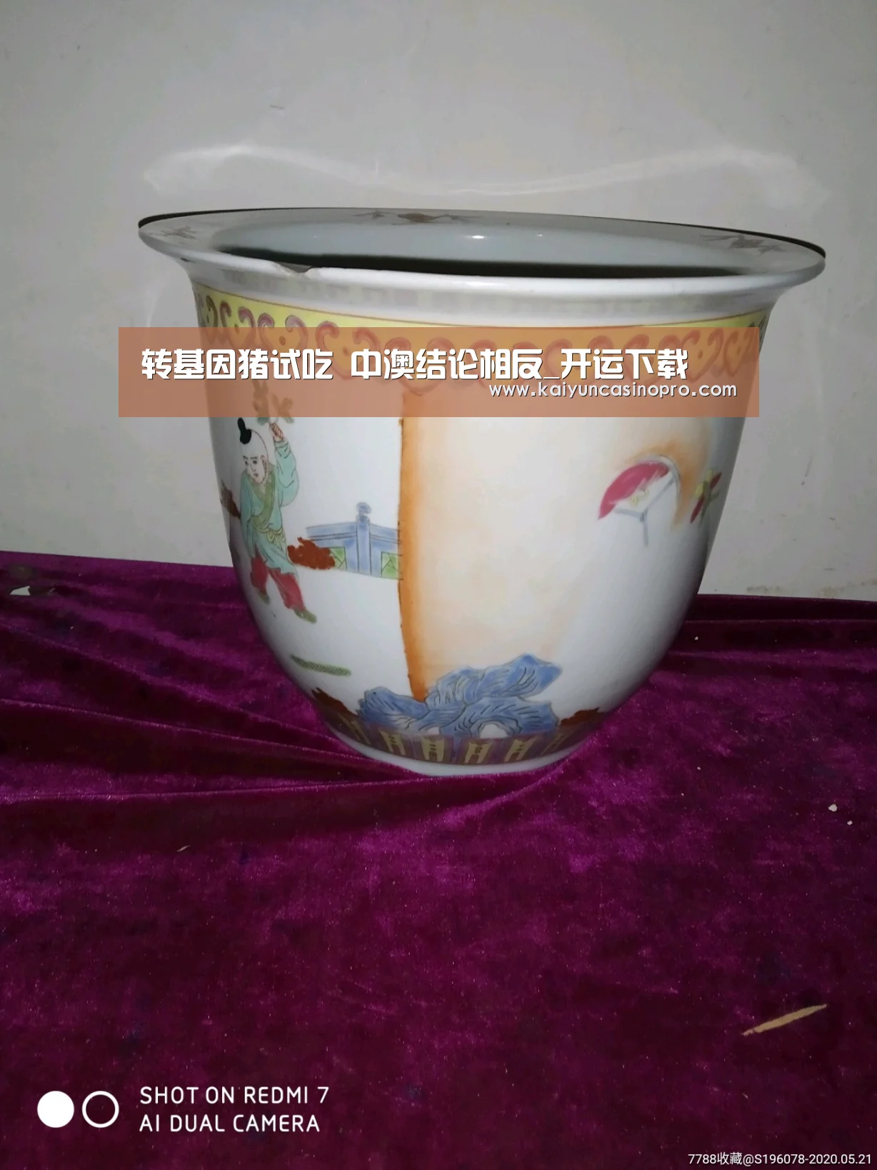 转基因猪试吃 中澳结论相反_开运下载(图1) 开运登录